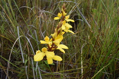 Disa aurata