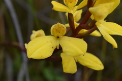 Disa aurata