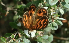 Heteronympha cordace