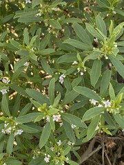 Myoporum tetrandrum