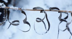 Achillea alpina camtschatica
