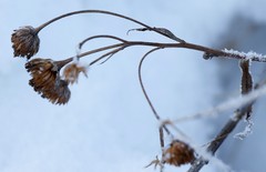 Achillea alpina camtschatica