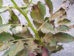 Uromyces viciae-fabae