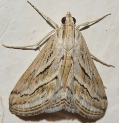 Evergestis desertalis