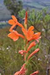 Watsonia schlechteri