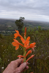 Watsonia schlechteri