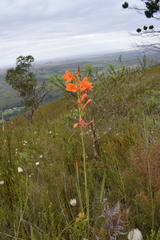 Watsonia schlechteri