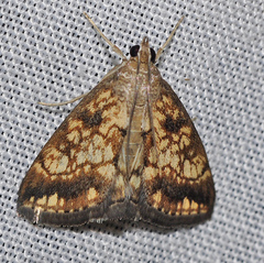 Evergestis marocana