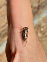 Cicadettini