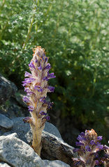 Orobanche coerulescens