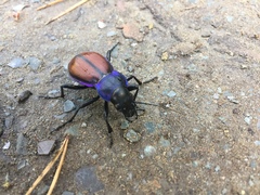 Carabus schoenherri
