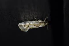 Tingena hemimochla