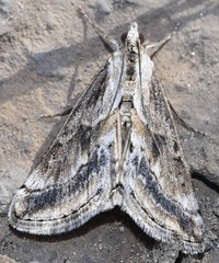 Evergestis dusmeti
