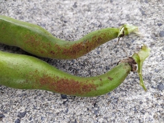 Uromyces viciae-fabae