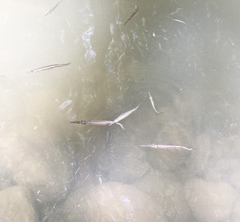 Dermogenys pusilla