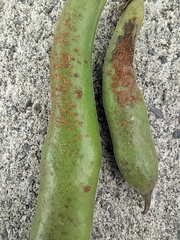 Uromyces viciae-fabae