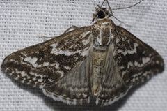 Evergestis frumentalis