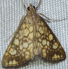 Evergestis marocana