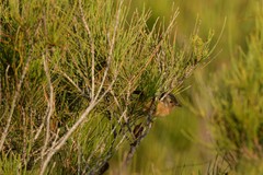 Stipiturus malachurus