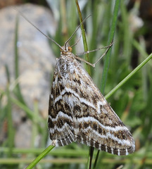 Evergestis umbrosalis