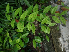 Congea tomentosa