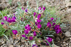 Oxytropis tragacanthoides