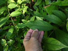 Congea tomentosa