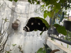 Hypolimnas bolina
