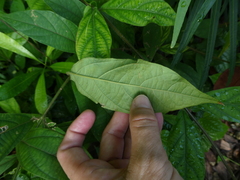 Congea tomentosa