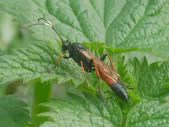 Stenichneumon culpator