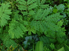 Adenanthera pavonina