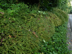 Phyllanthus cochinchinensis