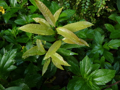 Syzygium myrtifolium