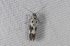 Ethmia quadrillella