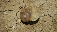 Natalina cafra