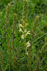 Pedicularis altaica