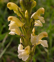 Pedicularis altaica