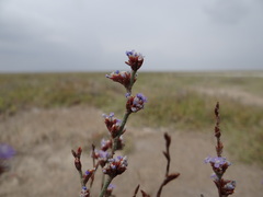 Limonium suffruticosum