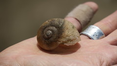 Natalina cafra