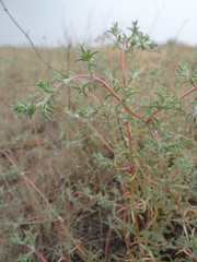 Caroxyleae