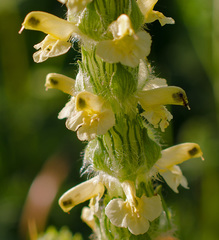 Pedicularis abrotanifolia
