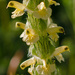 Yellow Whorled Lousewort - Photo (c) petr_kosachev, some rights reserved (CC BY-NC), uploaded by petr_kosachev