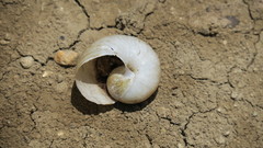 Natalina cafra