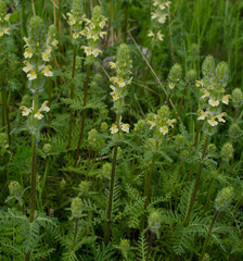 Pedicularis abrotanifolia
