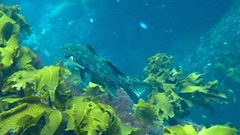 Aplodactylus arctidens