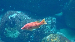 Bodianus unimaculatus