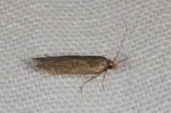 Bryotropha terrella