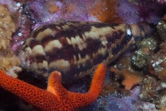 Conus algoensis simplex