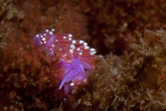 Paraflabellina funeka