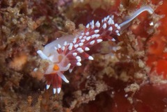 Cratena capensis